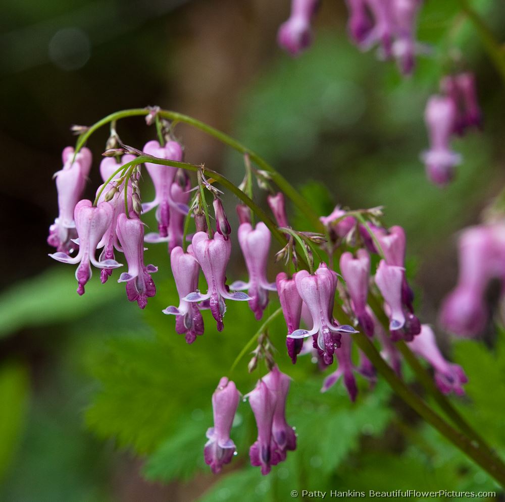 Photos Added 2009 :: Beautiful Flower Pictures Blog