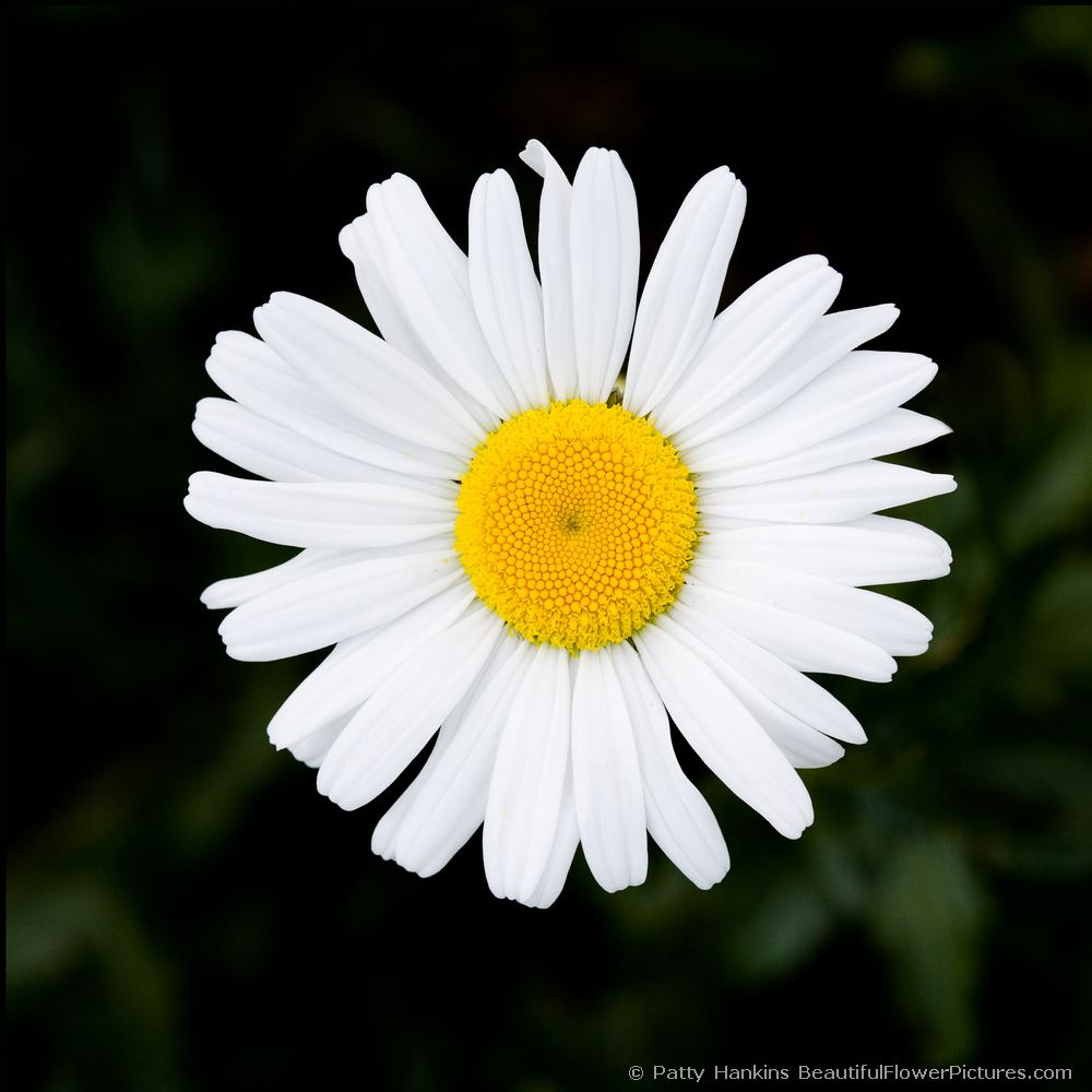 Golden Marguerite Daisy © 2008 Patty Hankins