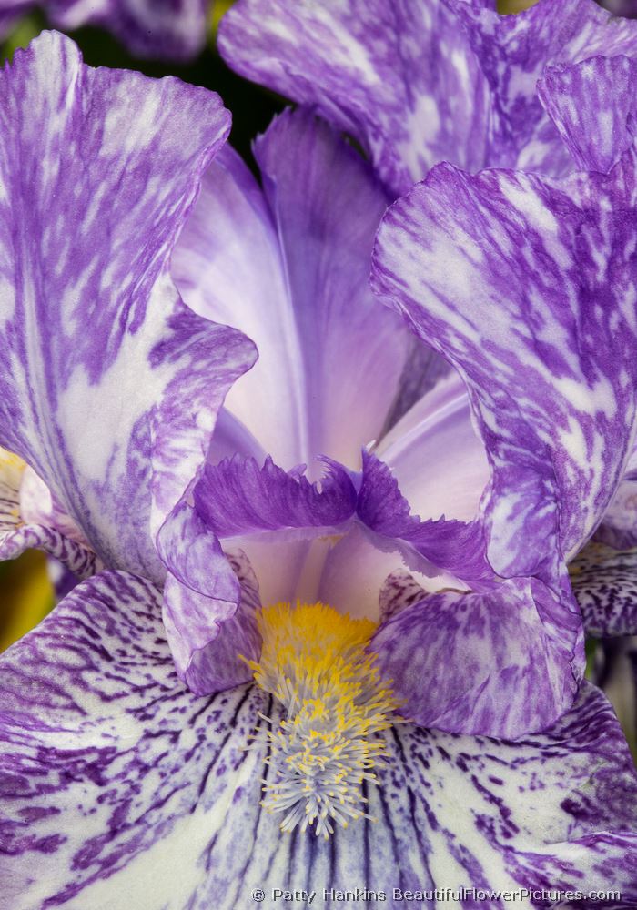 Purple Streaker Iris © 2013 Patty Hankins