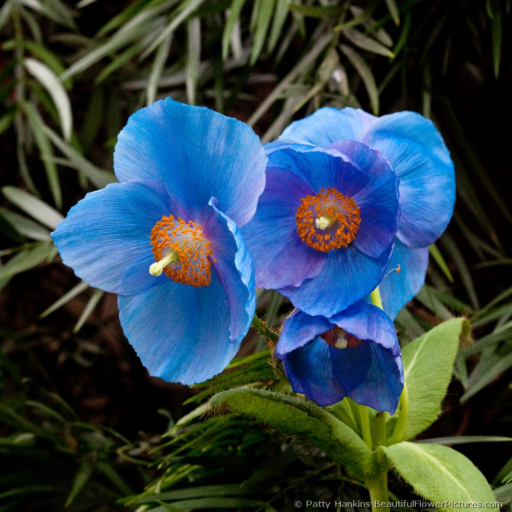 Blue Poppies © 2009 Patty Hankins