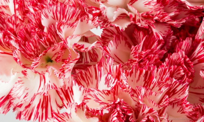 Peppermint Carnations | Beautiful Flower Pictures Blog