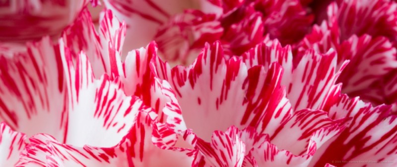 Peppermint Carnations | Beautiful Flower Pictures Blog