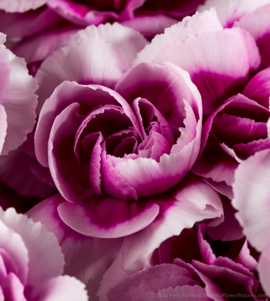 Spray Carnations