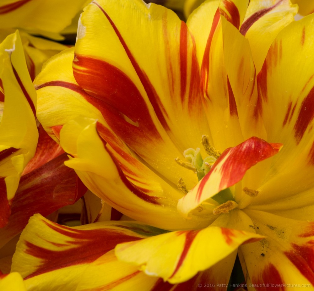 Akebono Tulips © 2016 Patty Hankins