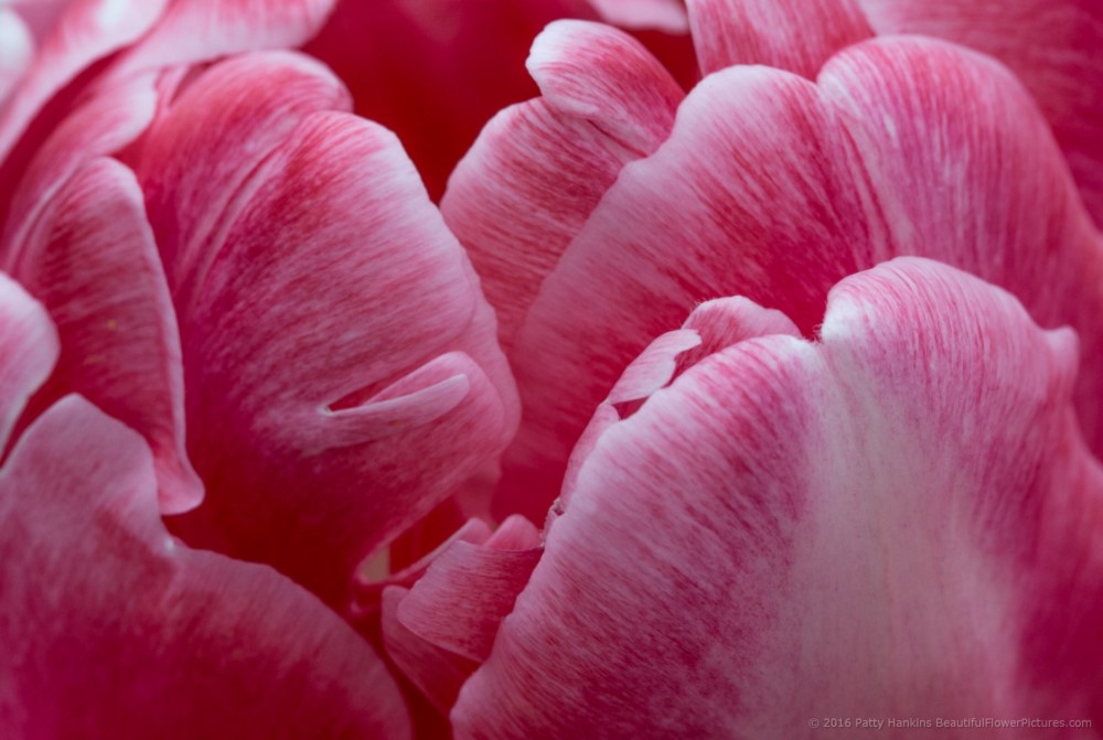 Pink & White Tulip © 2016 Patty Hankins