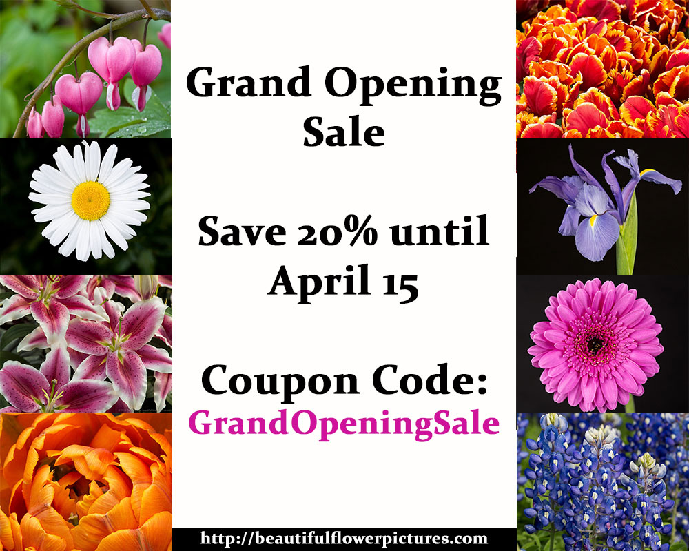 Grand Opening Sale – Save 20% until April 15