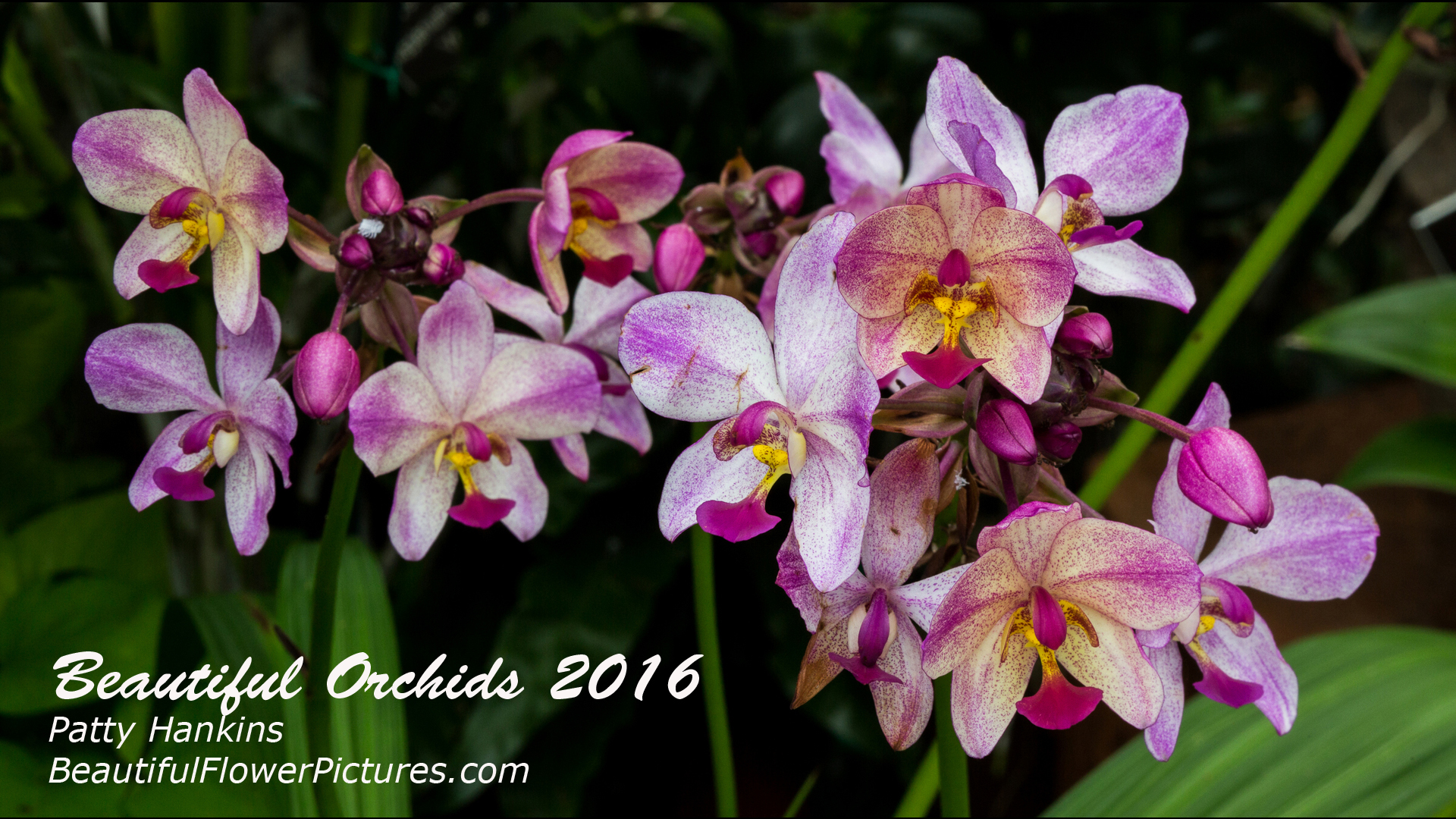 Beautiful Orchids 2016 – My New Video