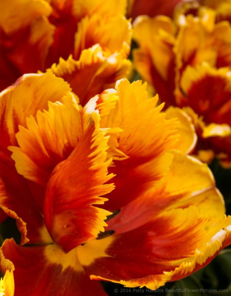 Beautiful Parrot Tulips | Beautiful Flower Pictures Blog