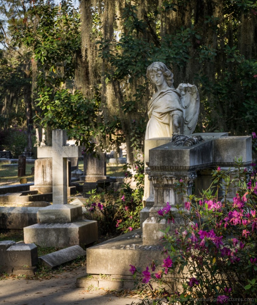 Bonaventure Cemetery, Savannah, Georgia © 2016 Patty Hankins