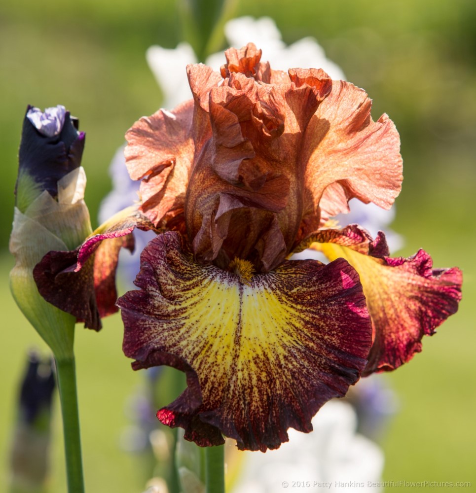 Shades of Orange Irises :: Beautiful Flower Pictures Blog