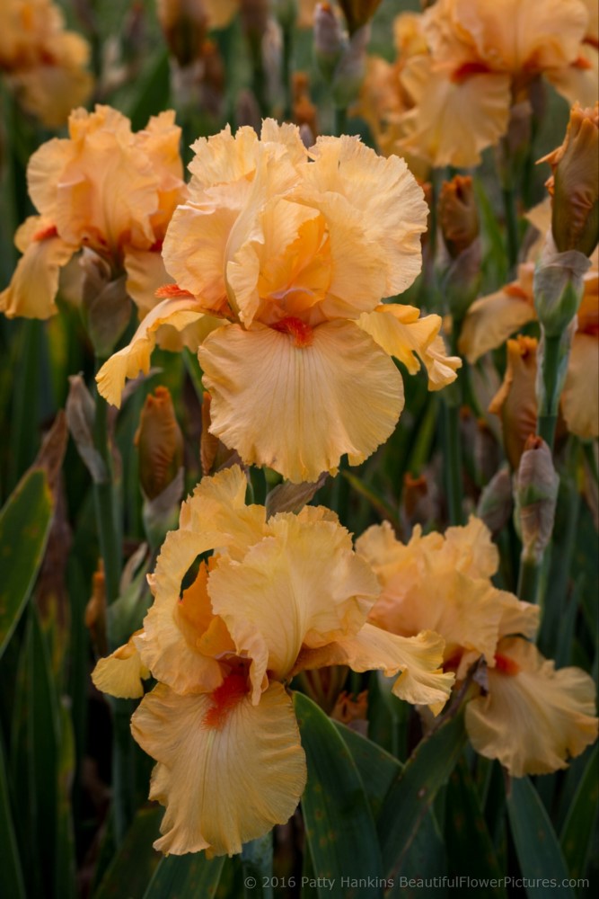 Shades of Orange Irises