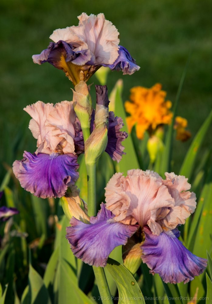 Shades of Pink & Purple Irises