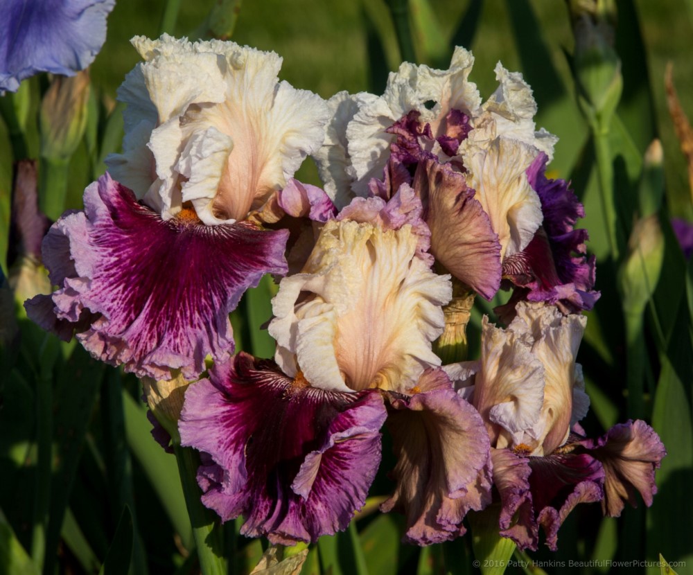 Inside Out Iris © 2016 Patty Hankins