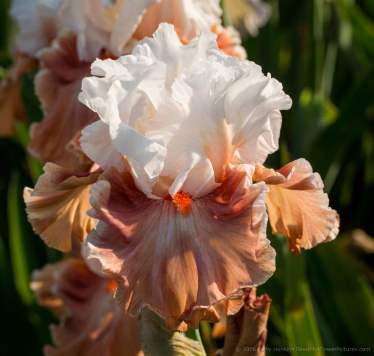 Shades of Orange Irises :: Beautiful Flower Pictures Blog