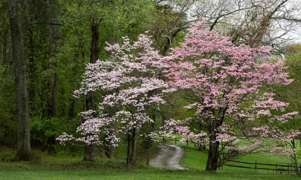 Dogwoods in the Woods :: Beautiful Flower Pictures Blog