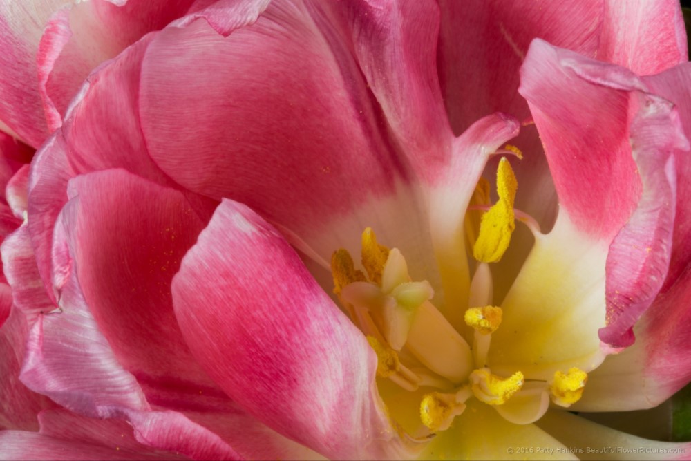 Pink & White Tulips © 2016 Patty Hankins