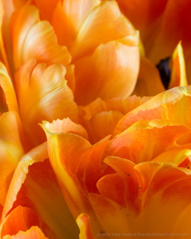 In the Studio: Orange and Yellow Tulips | Beautiful Flower Pictures Blog