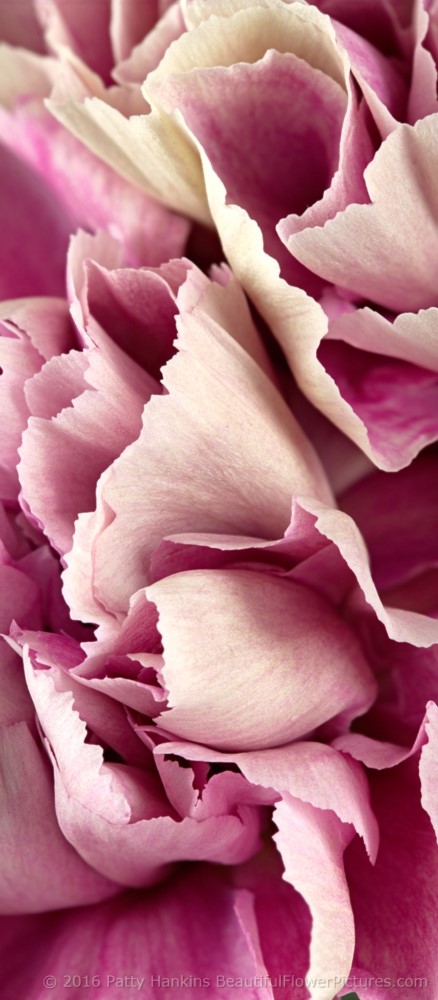 New Photo: Antigua Carnations