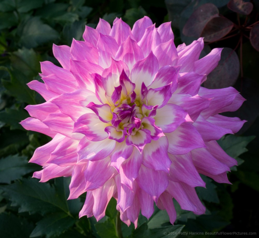 Purple & White Dahlia © 2016 Patty Hankins