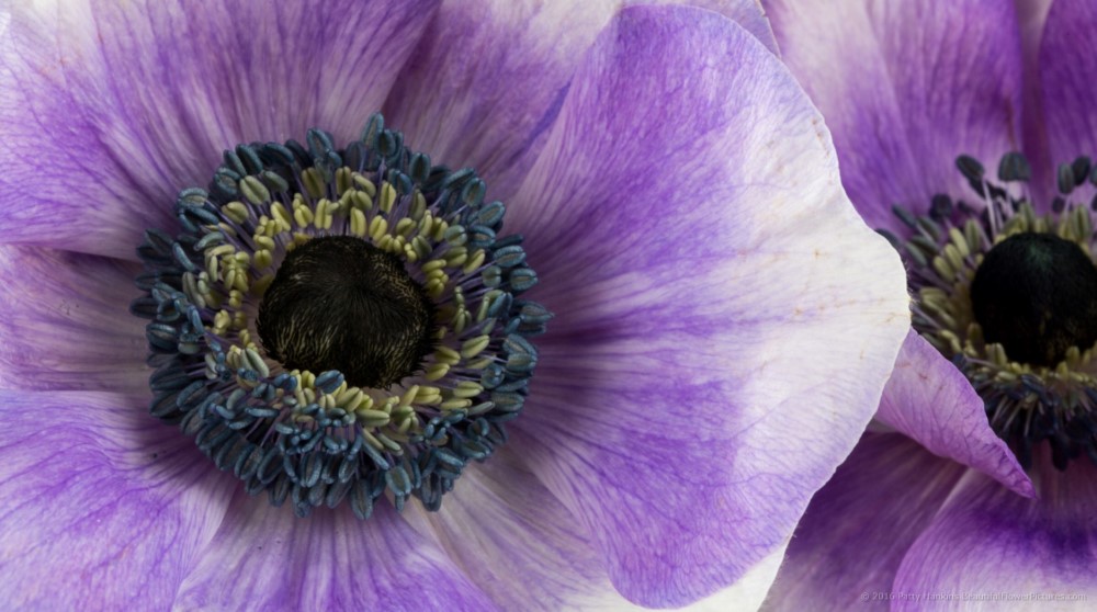 In the Studio: Purple Poppy Anemone Flowers :: Beautiful Flower ...