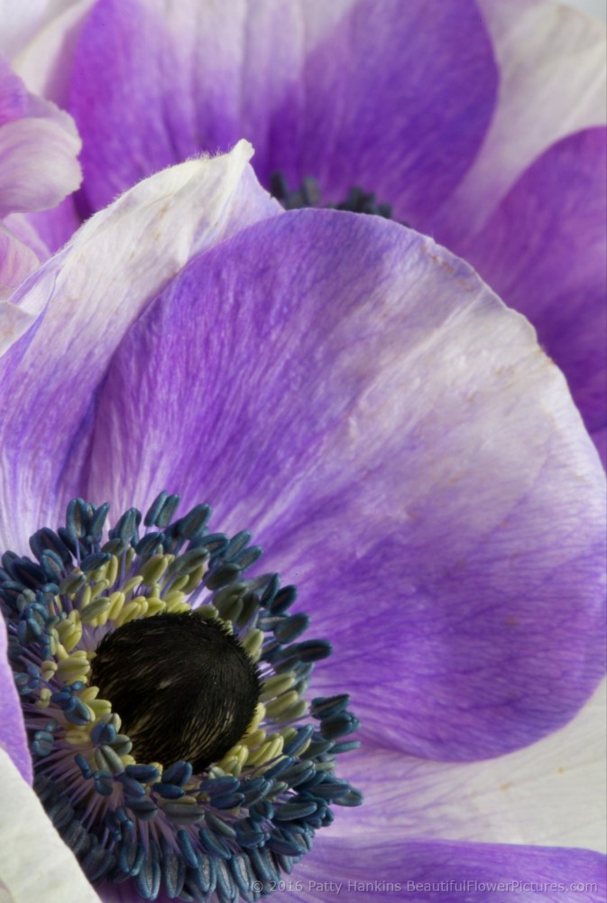 In the Studio: Purple Poppy Anemone Flowers :: Beautiful Flower ...