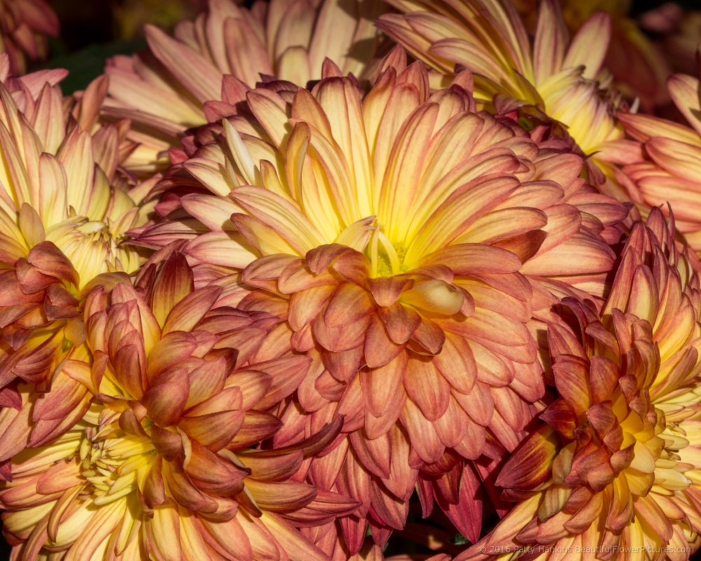 Chrysanthemums 2016