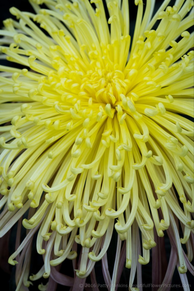 Zaryah Spider Chrysanthemum © 2016 Patty Hankins