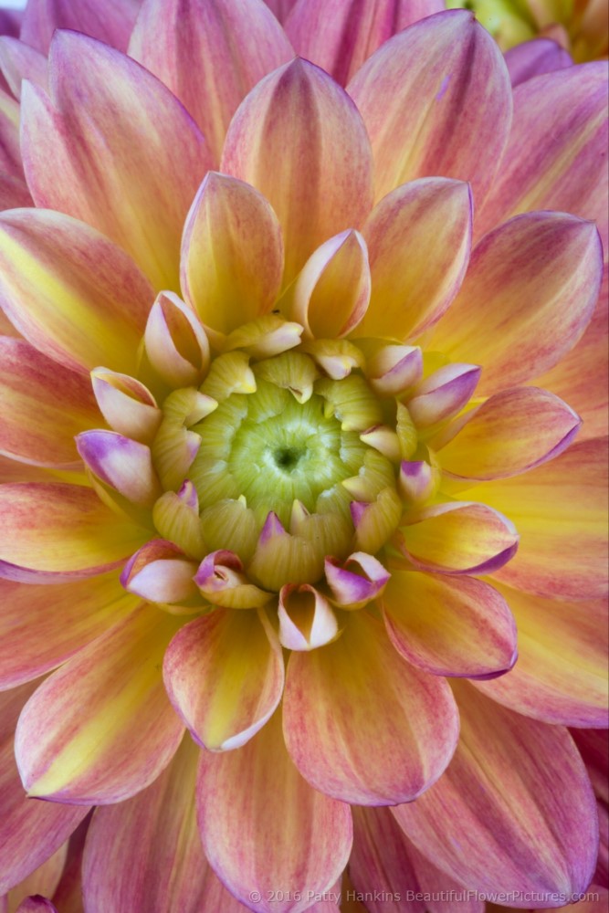 Pink & Yellow Dahlias © 2016 Patty Hankins