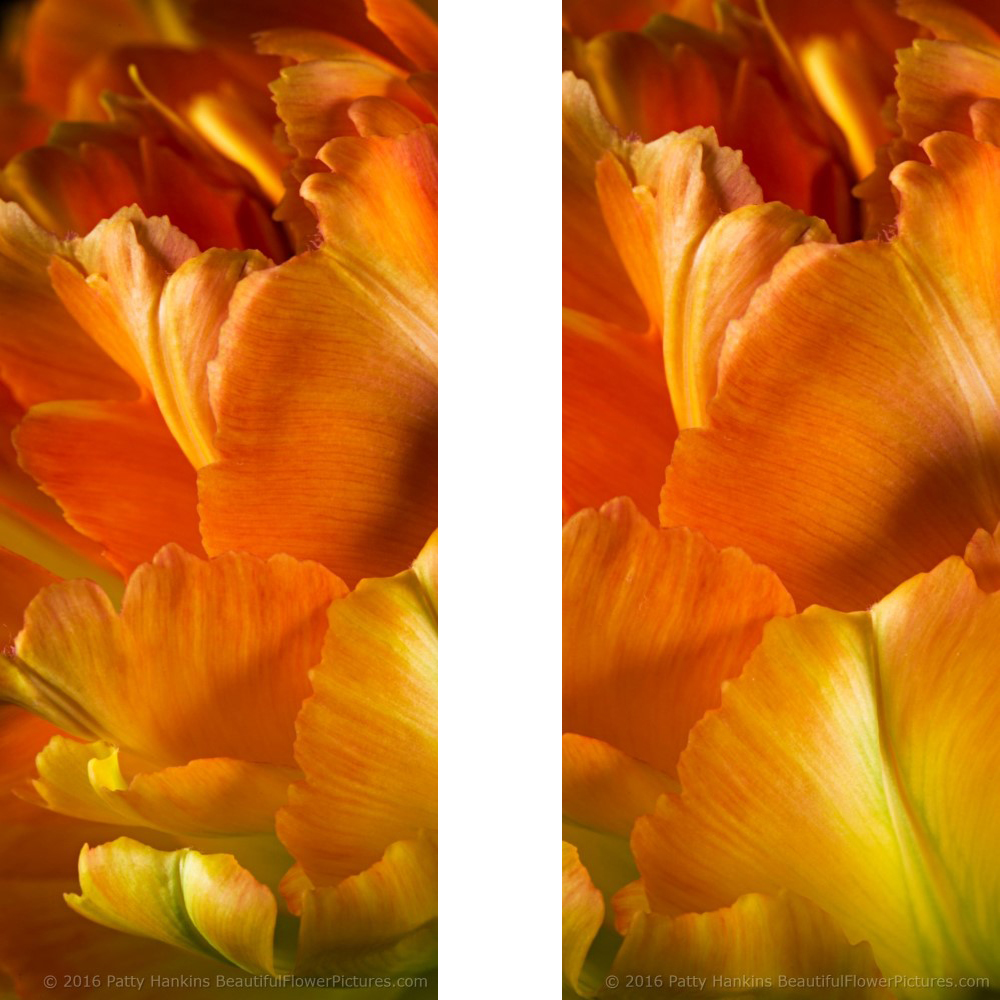 New Photos: Orange & Yellow Tulip Petals I & II