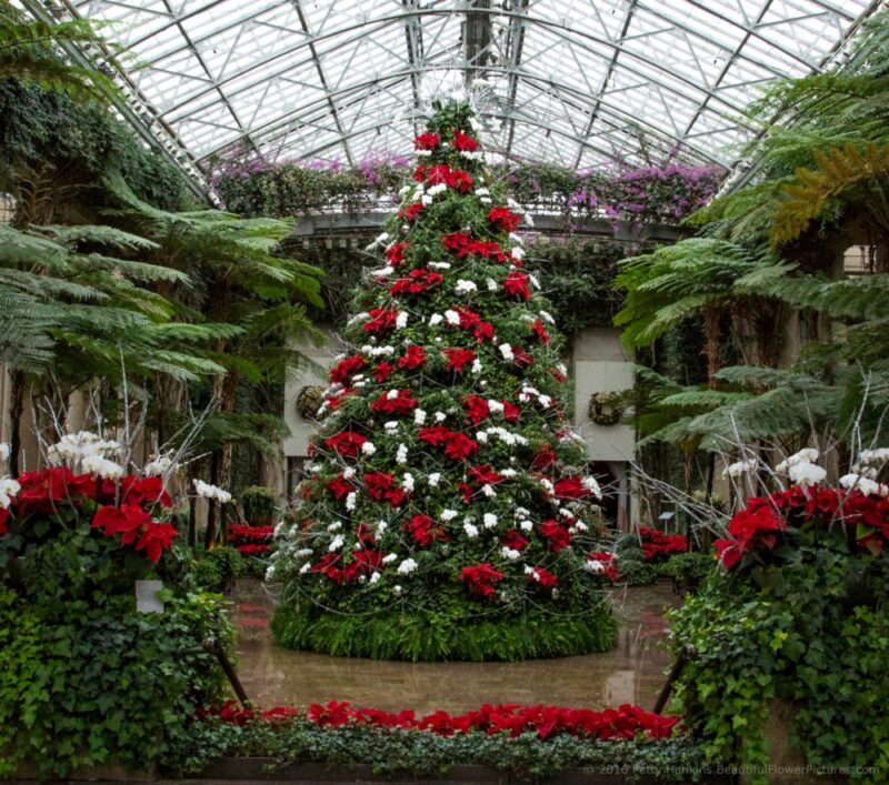 Christmas in the Exhibition Hall – Longwood Gardens – 2016 | Beautiful ...