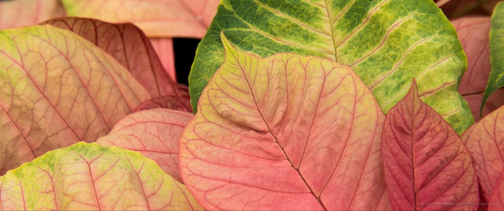 Christmas Beauty Nostalgia Poinsettia © 2016 Patty Hankins