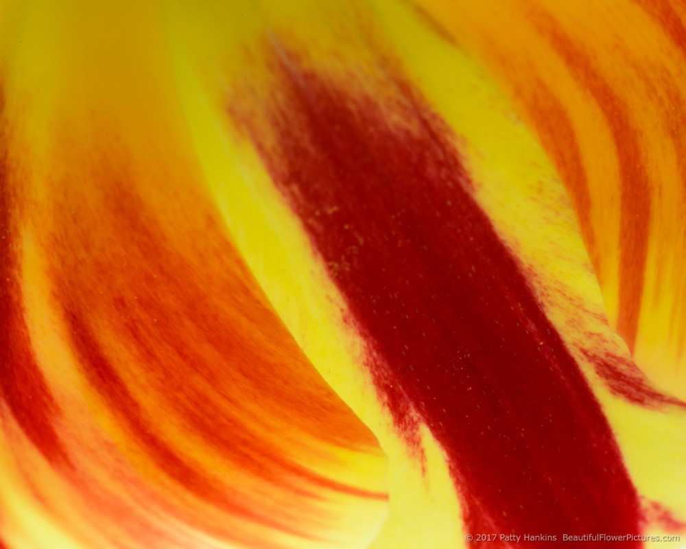 In the Studio: Red & Yellow Tulips