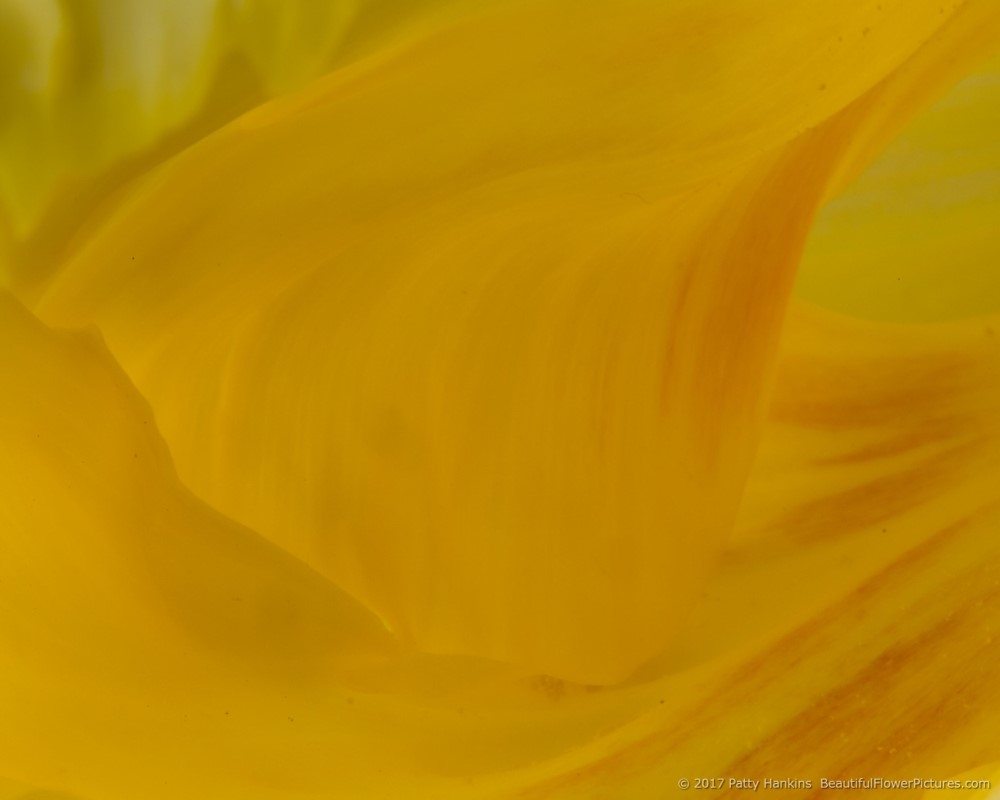 In the Studio: Yellow Tulips :: Beautiful Flower Pictures Blog