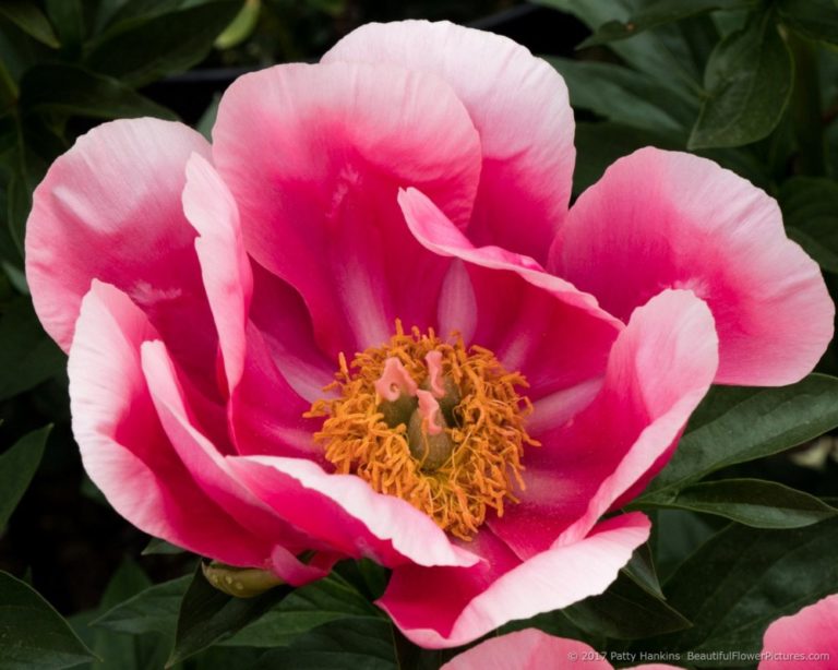 Peonies at the New York Botanical Garden III :: Beautiful Flower ...