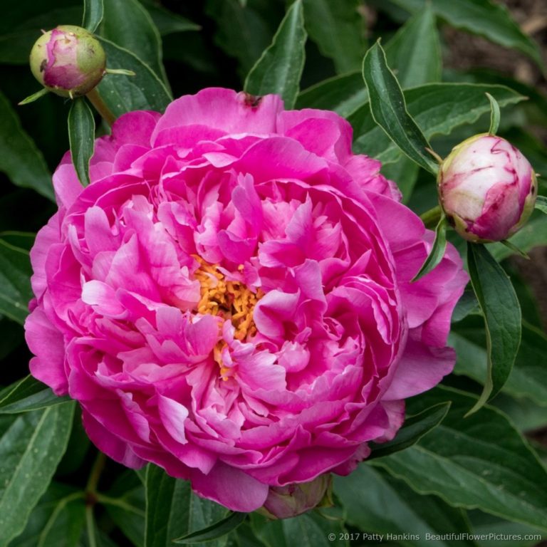 Peonies at the New York Botanical Garden I :: Beautiful Flower Pictures ...