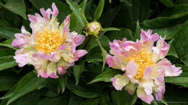 Peonies at the New York Botanical Garden II | Beautiful Flower Pictures ...