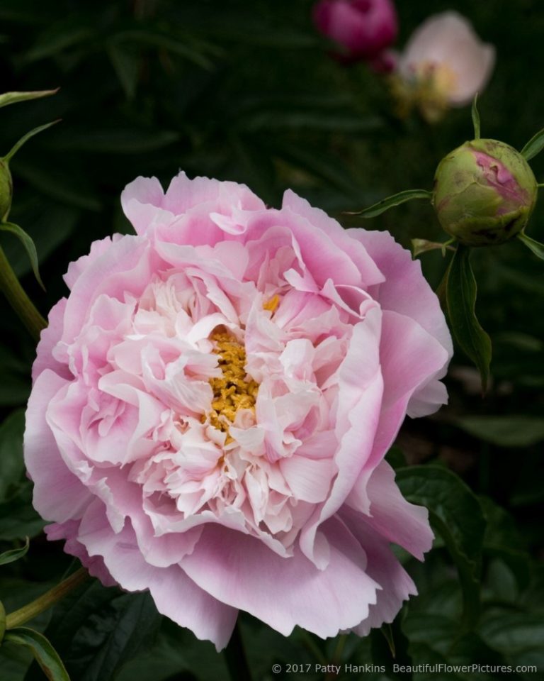 Peonies at the New York Botanical Garden II :: Beautiful Flower ...