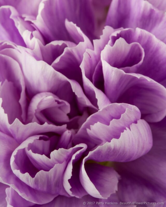 Lavender Carnations – In the Studio :: Beautiful Flower Pictures Blog