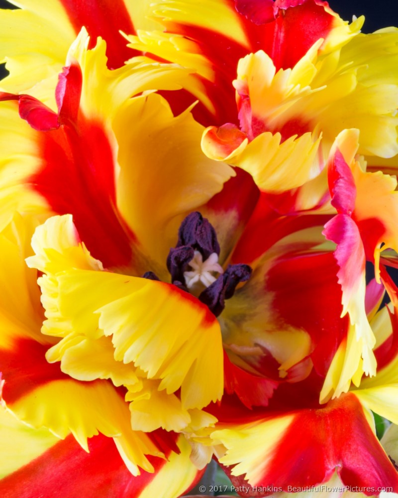 Center of a Flaming Parrot Tulip – New Photo