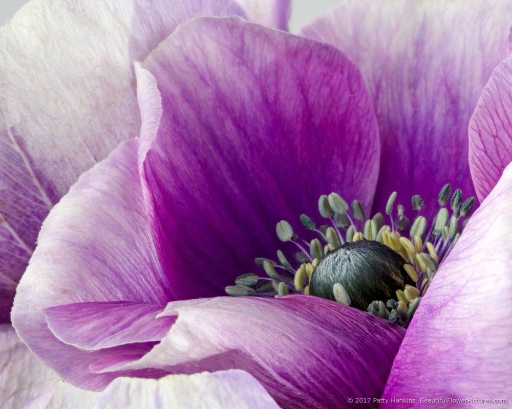 Purple Poppy Anemone – New Photo | Beautiful Flower Pictures Blog