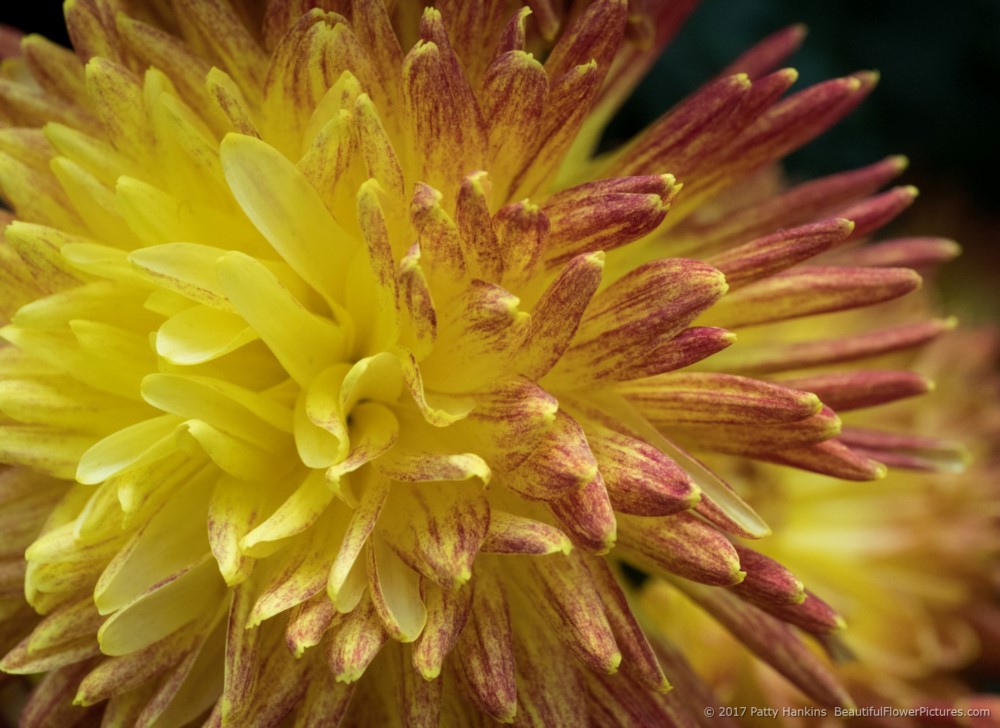 Western Brushfire Chrysanthemum © 2017 Patty Hankins