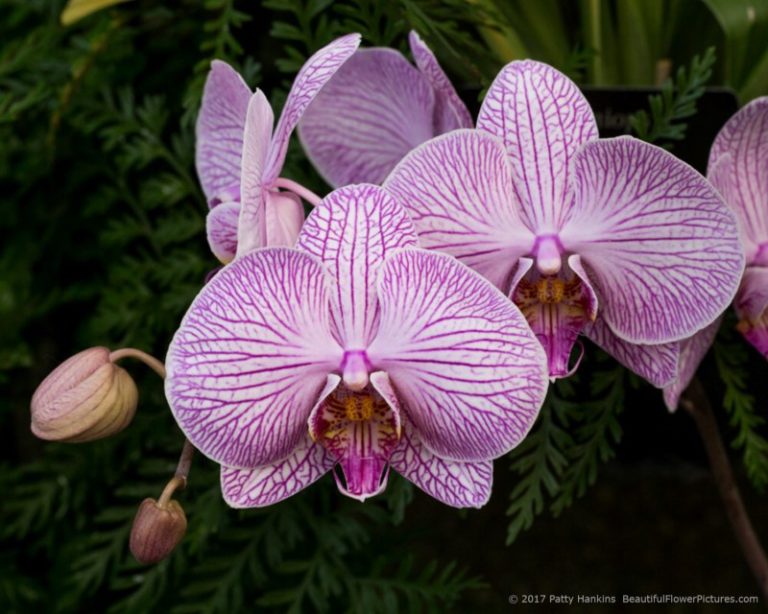 A Few Phalaenopsis Orchids :: Beautiful Flower Pictures Blog