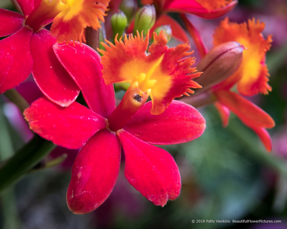 Red Epidendrum Orchids © 2018 Patty Hankins