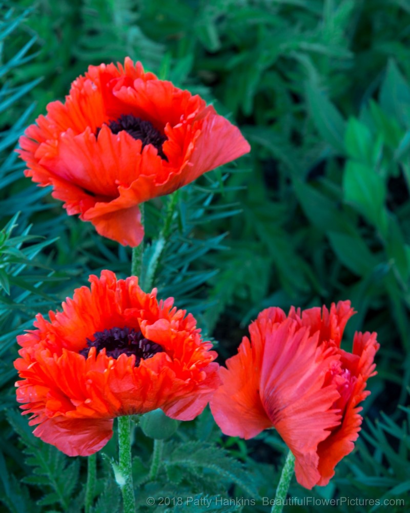 Colorful Poppies