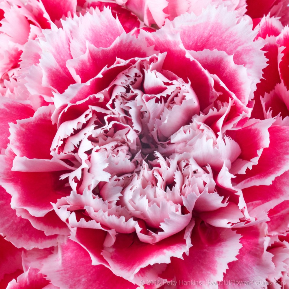 Pink Gelato Carnation © 2018 Patty Hankins