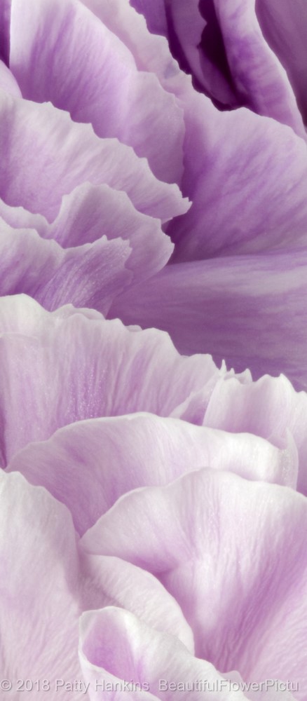 Petals of a Lavender Carnations