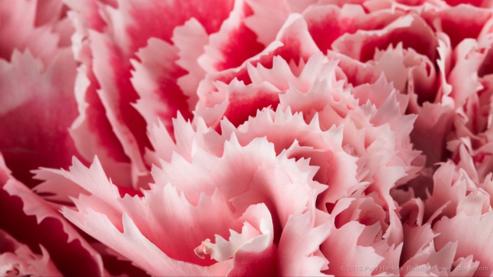 Petals of a Pink Gelato Carnation © 2018 Patty Hankins