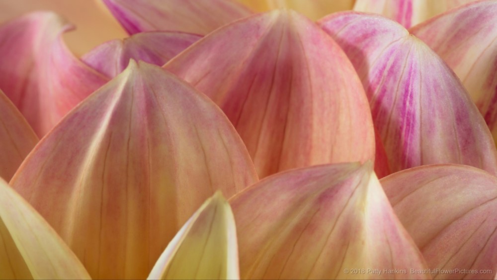 Petals of a Peaches & Dreams Dahlia – New Photo