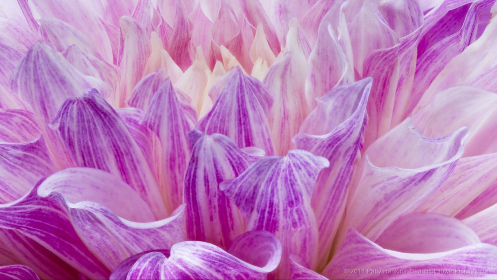 Petals of a Purple Rain Dahlia – New Photo