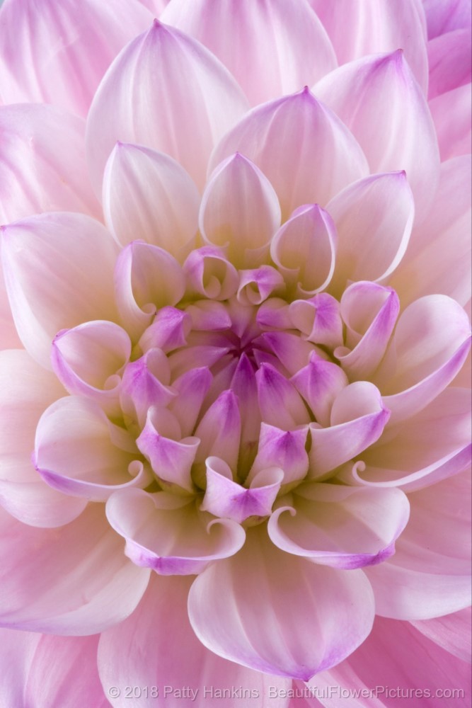 Amanda Dahlia – New Photo